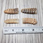 4 Rattlesnake Rattles   5362    Taxidermy Diamondback Sidewinder