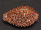 The Famous   jenneria Pustulata 22 1mm gem panama Seashell
