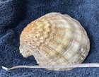 Beautiful Natural Large Scallop Shells