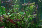 2 Stems Rotala Macrandra  pearl Type 2  - Submersed Grown Aquarium Plant