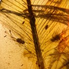 Feather In Burmese   Burmite Amber Fossil   100  Genuine Amber