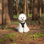 Small Pet Dog Breathable Mesh Harness   Leash Vest Collar Soft Chest Strap
