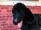Melissa   Doug - Life Size Black Poodle Plush Dog Realistic Stuffed Toy Zd 0907