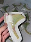 Real Actias Selene Wings Closed Unmounted Moth Specimen Real Insect Vietnam