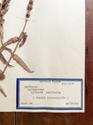 Antique Herbarium Pressed Botanical Specimen 1940s  Purple Loosestrife 11  X 17 