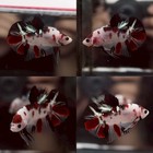 Red Koi Halfmoon Plakat Male Live Betta Fish High Quality From Th 10jn6