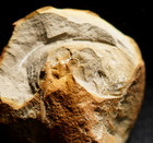 Rare Fossil Arthropod Belinurus Lunatus Alien Looking Head Not Mazon Creek  