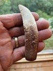 Great Allosaurus  Tooth Fossil Replica  4  Around Curve