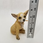 Chihuahua Sitting On Hind Legs Looking Ahead