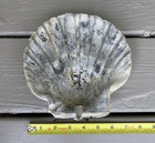 Giant 7    Fossil Chesapecten Scallop Seashell Va Megalodon Era