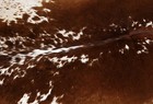 100  New Cowhide Rugs Area Cow Skin Leather  52  X 50   Cow Hide Sa-3544