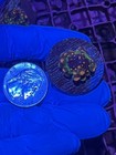 Og Godzilla Bounce Mushroom Coral Lps