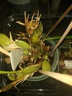 Specimen Orchid Maxillaria Tenufolia species brownish Flowers  Bs  Fragrant  