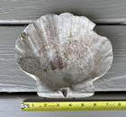 Giant 7 2    Fossil Chesapecten Scallop Seashell Va Megalodon Era