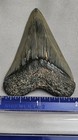 Hugh Rare Great White 2 5 8  Inch Shark Tooth Sharks Teeth Fossil Nc Au
