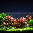 Alternanthera Reineckii Mini Live Aquarium Plant 6  Stems