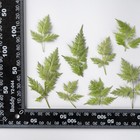 12pcs Real Pressed Dry Leaf With Stem  Floral Supply For Art  Candle Fss36
