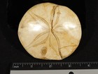 Larger  Polished 150 Million Year Old Sand Dollar Fossil Madagascar 174gr