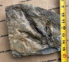 Nice Jurassic Dinosaur Footprint Fossil Track Imprint Gray Bed 