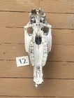 Real Horse Skull - Ethically Sourced  Found In A Field