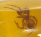 Cretaceous Jumping Spider In Burmite Burmese Amber Fossil Gem From Dinosaur Age