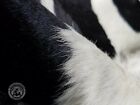 Black And White Genuine Cowhide Rug - Size 6x6-7    - Top Quality