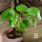 Brazilian Pennywort - Hydrocotyle Leucocephala Live Aquarium Plants  