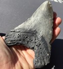 Huge Megalodon Shark Tooth Fossil 5 15    Authentic South Carolina  glued 