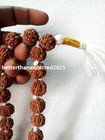 7 Mukhi Rudraksha   7 Face Rudraksh Mala   Mahalaxmi Mala -nepal- 54- Certified