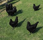 10 fertile True Ayam Cemani     rare Fertile Hatching Eggs Chicken Withblack  Meat