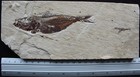 Eryma Cretacea 37 - Well Preserved Lobster    Armigatus Fish - Fossils Lebanon