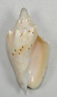 Voluta Woolacottae 45 50mm Beautiful Specimen Fitzroy Reef  Qld   Australia