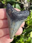 Natural Beautiful 2 08    Megalodon Tooth Fossil Shark Teeth