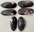 3 Large Freshwater Mussel Clam Shells  Paired Halves  Purple Mother Of Pearl