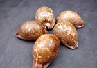 Ancient Map Cowrie Seashell Brown Cypraea Mappa  1 Shell Approx  2 5  Inches 