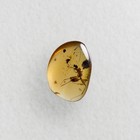 Hell Ant Haidomyrmex In Burmese   Burmite Amber Fossil   100  Genuine Amber