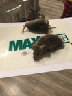 Mouse Mice Rat Killer 36 Pack Sticky Sheets Adhesive Roaches Mouse Glue Boards