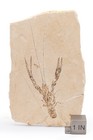 Fossil Lobster  Pseudostacus Hakeliensis Cretaceous Hjoula  Lebanon