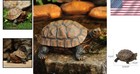 Garden Statue  Detailed Polyresin Tortoise Figurine