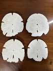 4 Jumbo Sand Dollars  4 3 4 -5      Real Keyhole Sand Dollars - Sea Shell With Flaws