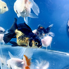 Thai Oranda Goldfish Four  Live Fish    Pack 4   Size 2 1 5  Inches Juven