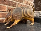 Vintage antique Authentic 9 Banded Taxidermy Armadillo  Whole Body Mount  Look 