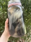 Juvenile Skunk Wet Specimen With Jar Ethically Sourced Oddities Large Skunk