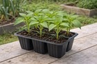 6-cell Seedling Starter Tray      cell Dims  2  X 2  2    Thick Reuseable Tray