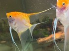 Wysiwyg 2 Male Sunset Breeder Angelfish  Live Aquarium Fish