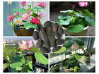 90pcs Seeds Lotus Flower Seed Hand Picked Aquatic Plant Water Bonsai Seed Lotus