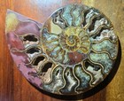 Colorful  Authentic High Quality Crystalized Ammonite Fossil   Display Stand 