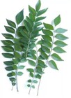 Indian Fresh Curry Leaves  20 Stems  Kadi Pata  Murraya Koenigi  Free Shipping