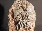 Big  430 Million Year Old  Crinoid Fossil Or Sea Lily Fossil Morocco 944gr