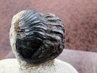 Trilobite On Sandstone From Morocco    28 3   G    species  See Description 